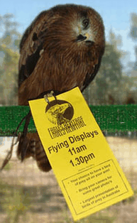 Eagles Heritage Raptor Wildlife Centre - Perisher Accommodation 1