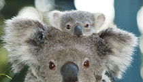 Port Macquarie NSW Perisher Accommodation