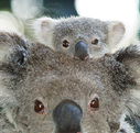 Billabong Koala and Wildlife Park - Perisher Accommodation