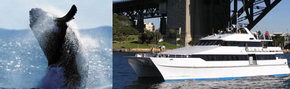 Prestige Harbour Cruises - Perisher Accommodation 3
