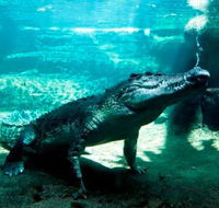 WILD LIFE Sydney Zoo - Perisher Accommodation