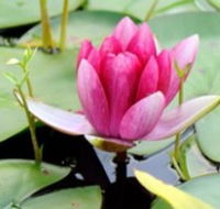 The Lotus Day Spa and Retreat - Perisher Accommodation