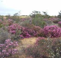 Reynoldson's Flora Reserve - Perisher Accommodation