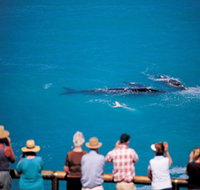 Whale Watching At Head Of Bight - Perisher Accommodation