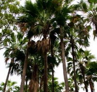 Palm Tree Creek - Perisher Accommodation