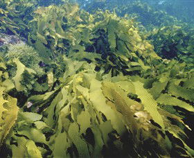 Barwon Bluff Marine Sanctuary - Perisher Accommodation 0