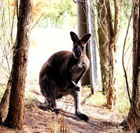 Great Ocean Road Wildlife Park - Perisher Accommodation