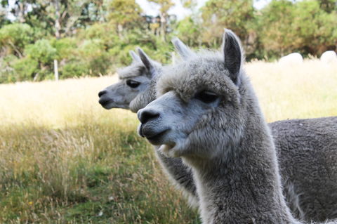 Great Ocean Road Wildlife Park - Perisher Accommodation 1