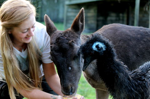 Great Ocean Road Wildlife Park - Perisher Accommodation 2