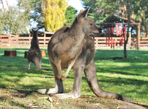 Great Ocean Road Wildlife Park - Perisher Accommodation 4