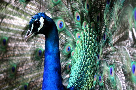 Great Ocean Road Wildlife Park - Perisher Accommodation 5