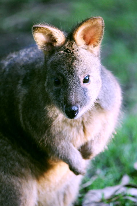 Great Ocean Road Wildlife Park - Perisher Accommodation 6