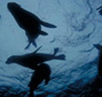 The Arches Marine Sanctuary - Perisher Accommodation