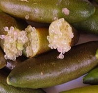 Sandy Creek Olives and Finger Limes - Perisher Accommodation