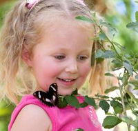 Coffs Harbour Butterfly House - Perisher Accommodation