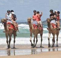 Camel Rides with Coffs Coast Camels - Perisher Accommodation