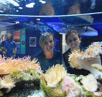 Solitary Islands Aquarium - Perisher Accommodation