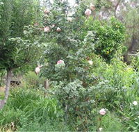 Tombstone Estate Vineyard - Perisher Accommodation