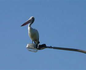 Bailey's Sydney - Tours For People Who Don't Like Tours - Perisher Accommodation 3