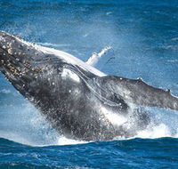 Sydney Whale Watching - Perisher Accommodation