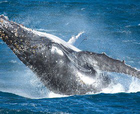 Sydney Whale Watching - Perisher Accommodation 0