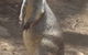 Sydney Incognita - thumb 6
