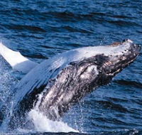 Sydney Eco Whale Watching - Perisher Accommodation