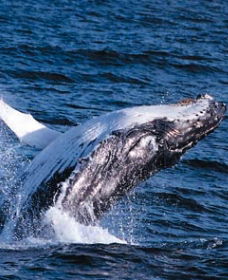 Sydney Eco Whale Watching - Perisher Accommodation 0