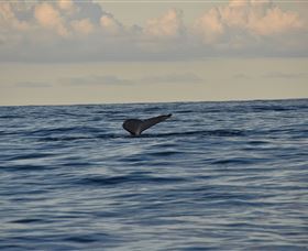Sydney Eco Whale Watching - Perisher Accommodation 2