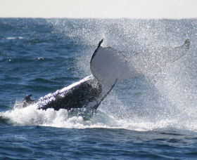 Sydney Eco Whale Watching - Perisher Accommodation 3