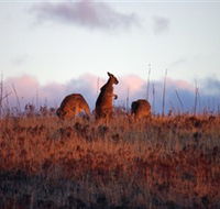 Dingo Tours - Perisher Accommodation
