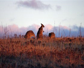 Dingo Tours - Perisher Accommodation 0