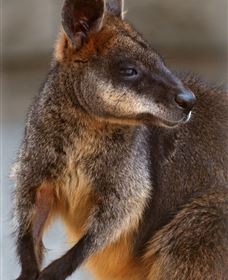 Go Beyond Tours - Perisher Accommodation 2