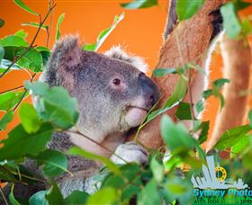 Sydney Photo Tours - Perisher Accommodation 2