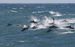 Perisher Accommodation