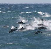 Tamboi Queen Cruises - Perisher Accommodation