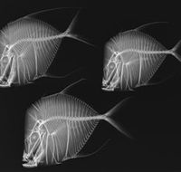 X-Ray Vision Fish Inside Out - Perisher Accommodation