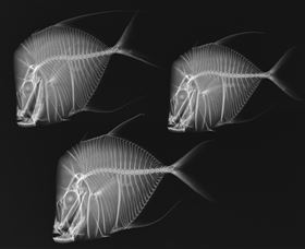 X-Ray Vision: Fish Inside Out - Perisher Accommodation 0