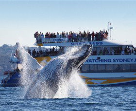 Bass & Flinders Cruises - Perisher Accommodation 0