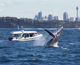 Bass & Flinders Cruises - Perisher Accommodation 2