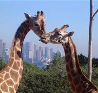 Planetdwellers - Gay and Lesbian Tours of Australia - Perisher Accommodation