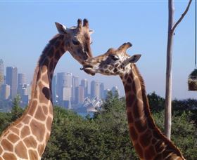 Planetdwellers - Gay And Lesbian Tours Of Australia - Perisher Accommodation 0