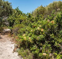 Henry Head walking track - Perisher Accommodation