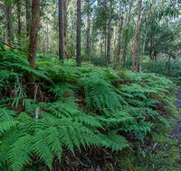Dalrymple-Hay Nature Reserve - Perisher Accommodation