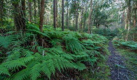 Dalrymple-Hay Nature Reserve - Perisher Accommodation 0