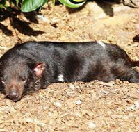Symbio Wildlife Park - Perisher Accommodation