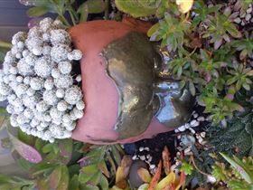 Cactus Creations - Perisher Accommodation 2