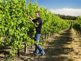 Patrick Of Coonawarra - Perisher Accommodation 0
