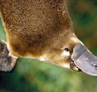 Eungella National Park - Perisher Accommodation