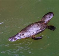 Platypus Viewing at Broken River - Perisher Accommodation